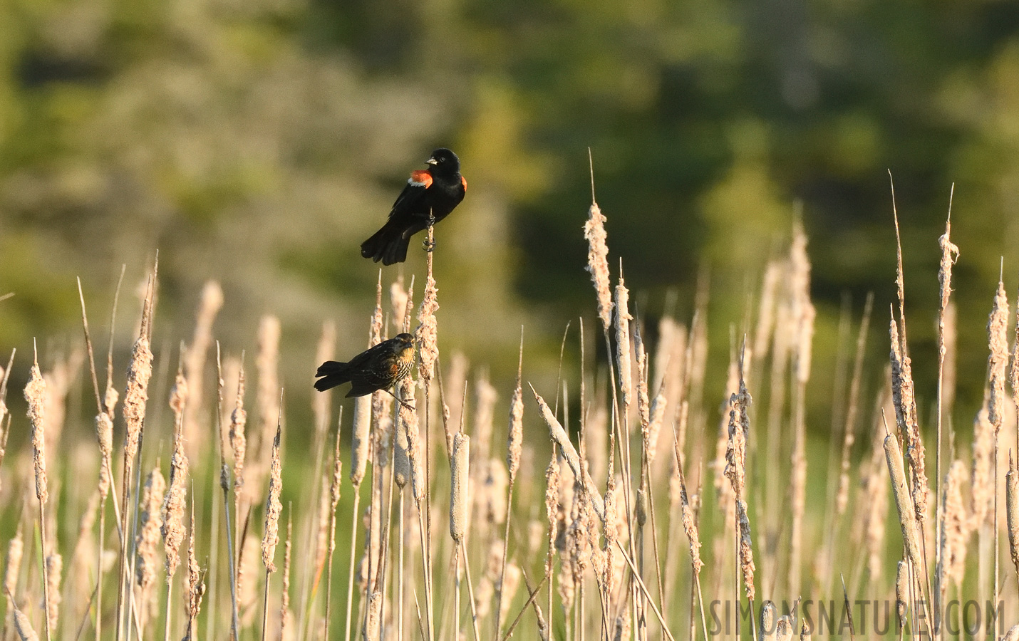 Agelaius phoeniceus phoeniceus [400 mm, 1/3200 Sek. bei f / 7.1, ISO 1600]